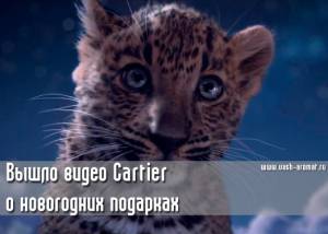 Котята Cartier напоминают: не забудьте купить подарки (видео)