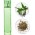 Изображение духов Clinique My Happy Peace & Jasmine