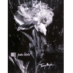 Angel Garden Of Stars - Violette Angel - постер номер пять