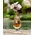 Новинка парфюмерии Christian Dior La Rose